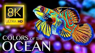 OCEAN in 8K 🌊 Ultra Realistic Waves | 60FPS Nature Sounds for Deep Relaxation