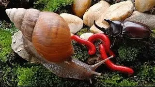 The Hidden World: Daily Journey of Millipedes, Snails, and Rhino Beetles #Insects #ForestLife 