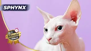 🐱 Expensive Sphynx Cat Reacts to Overwatch + Expert Pet Advice