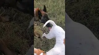 #puppy #subscribe #animals #youtubeshorts #cute #shorts #love #nature #germanshepherd