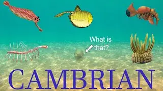 The five Strangest Animals of the Cambrian period