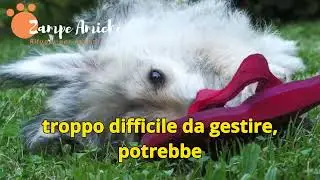 Come Gestire il Cucciolo Cane👉 che Morde Mani e Piedi #cane  #cani