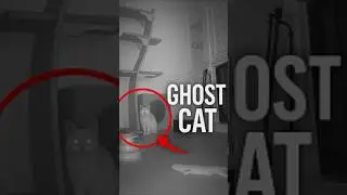 Ghost of a Cat Caught on Camera After Its Passing #scary #horror