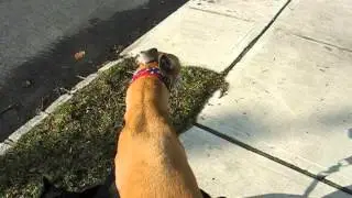 Booger the cat and Red the greyhound