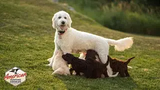 How We Breed Dogs | American Hunting Doodles Breeder Highlight |