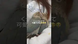 新入りウロコインコが可愛すぎる、、、#ウロコインコ #インコのいる暮らし #インコのいる生活 #インコ #インコの日常 #ペット動画 #癒し