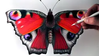 How to Draw a Butterfly