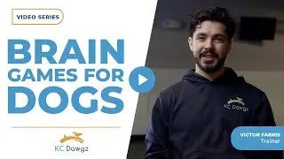 Fun Brain Games for Your Dogs to Be Smarter | KC Dawgz