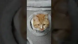 Peek-a-boo! I see you! 👀🐈 #PeekABoo #HideAndSeek #CatPeekaboo #PlayfulKitty #CatSurprise #GingerCats