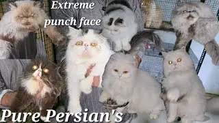 Extreme punch face Persian kittens & Cat's available in Hyderabad Nampally Imad bhai | Pure Persian🐈