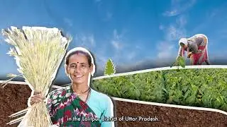 Strengthening Productivity for Smallholder Farmers in India&nbsp;through UP MIP