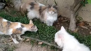 Mom Cat Got Alert When She Feels Suspicious Movement In Lawn