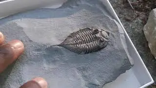 Happy 2020 National Fossil Day: Trilobites!