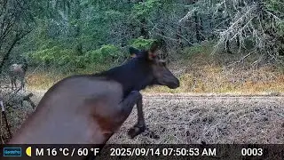 Farm Report Critter Cam Edition, September 2025
