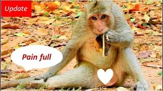 Update news | monkey Daro still can't walk cos he still very hurt leg | wish he better soon