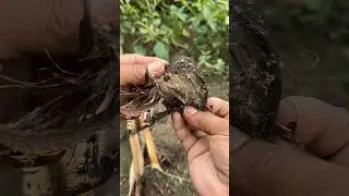 Добыча огня с помощью волокон пальмы