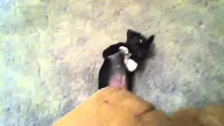 Loki at 6 weeks...