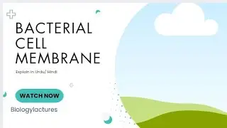 Bacterial cell membrane / kingdom prokaryote/smart syllabus