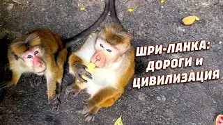 Придорожные обезьяны, водопады и цивилизация. Едем по Шри-Ланке.
