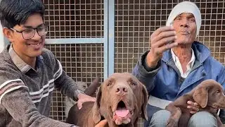 Labrador full diet🍗🍗🐔