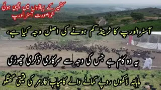 Kashmir Australorp Hen Farming |Australorp Farm In Pakistan |Free Range Australorp Business Pakistan