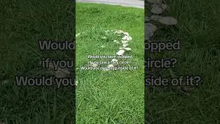 Fairy circle!  #mushroom #mushrooms #nature #fungus #fairy #fairycircle #magic