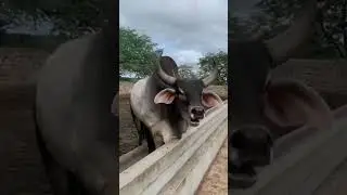 bull #shorts#masti ka jaanwar yt sh