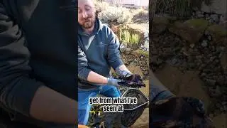 High finned banded sharks can be a very cool addition to a pond 🪷 #ponds #fishkeeping