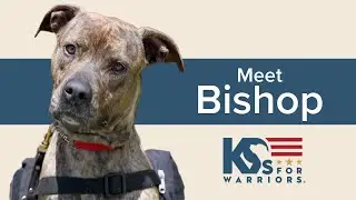 Meet Bishop - A Service Dog-in-Training | K9s For Warriors