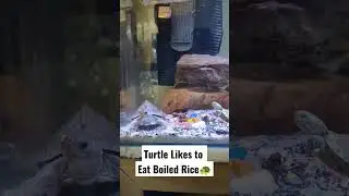 This Turtle Likes to Eat Boiled Rice #turtlefeeding