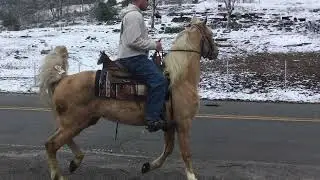 Sold palomino Kentucky mountain mare