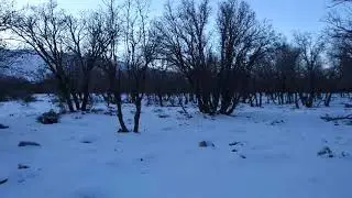 Silence Engulfs the Snow-Covered Wild Oak Jungle