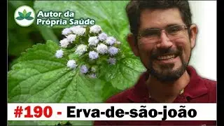 Autor da Própria Saúde - Erva-de-são-joão  [Dor articular, pedra nos rins, problemas menstruais]
