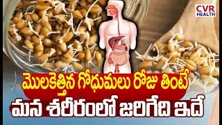 మొలకెత్తిన గోధుమలు రోజు తింటే మన శరీరంలో జరిగేది ఇదే | Sprouted Wheat Benefits | CVR Health