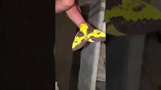 Citheronia Laocoon moth.