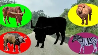CUTE ANIMALS Lion, Zebra, Ox, Buffalo | Cute Animals Video | Guess Animals Video | #lion