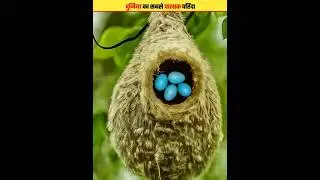 smartest bird in the world #shorts #shortsvideo