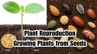 Plant Reproduction | Growing Plants from Seeds | Seed Germination, Seed Dispersal | Parts of Seed