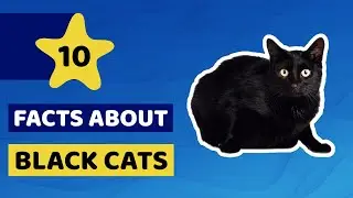 10 Mysterious Facts About Black Cats