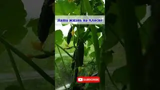 Самый УРОЖАЙНЫЙ ОГУРЕЦ НАСТОЯЩИЙ ПОЛКОВНИК  F1 🥒 Обзор, Аляска Анкоридж США