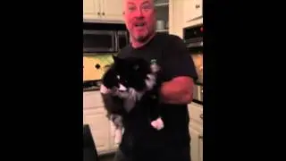 Machine Gun Cat