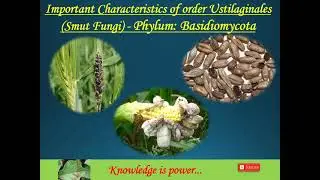 Important characteristics of Smut Fungi (Order Ustilaginales)