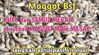 semut merah dan kutu putih penyebab MAGGOT MATI MASAL,,  ini solusinya