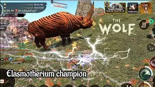 The wolf - Champions in featured 8❗