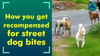 Govt has provided up to 18 lakh as compensation for stray dog bites and these are the procedures...