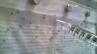 adult sandflies