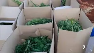 Vuelco de droga con tiroteo