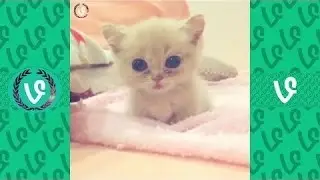 Ultimate Cute Animal Vines Compilation 2016 - Funny Animals Vine Videos (Part 2)