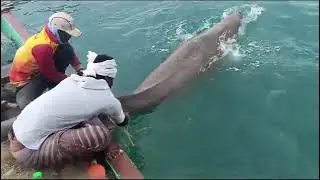 Jagdish S. Bakan IFS Nambuthalai Fishermen,Muruganantham, rescued a Dugong at Palk Bay Ramanathpuram