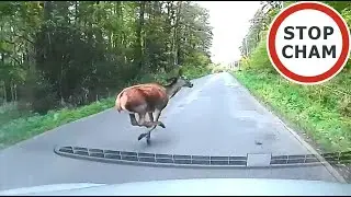Uwaga! Zwierzęta na drodze #13 - [Nie dla wrażliwych +18]